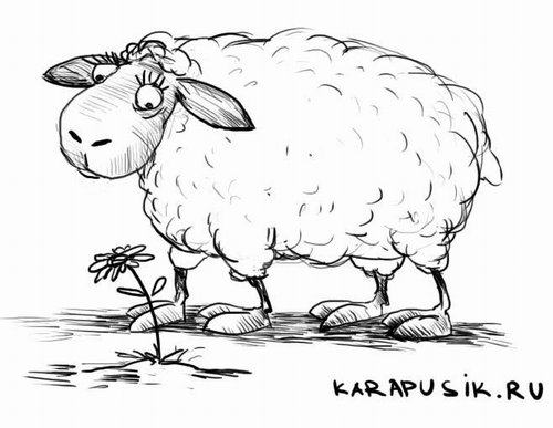 Рисунок овцы